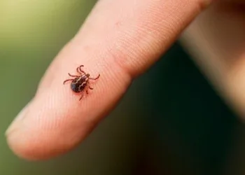 7 kişi keneden hastanelik oldu! Belirtileri Covid’e benziyor
