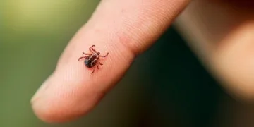 7 kişi keneden hastanelik oldu! Belirtileri Covid’e benziyor