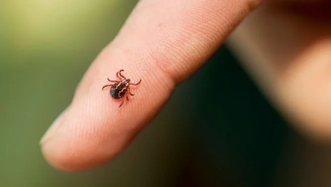 7 kişi keneden hastanelik oldu! Belirtileri Covid’e benziyor