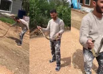 Bursa’da yolda bulduğu yılanla oyuncak gibi oynadı