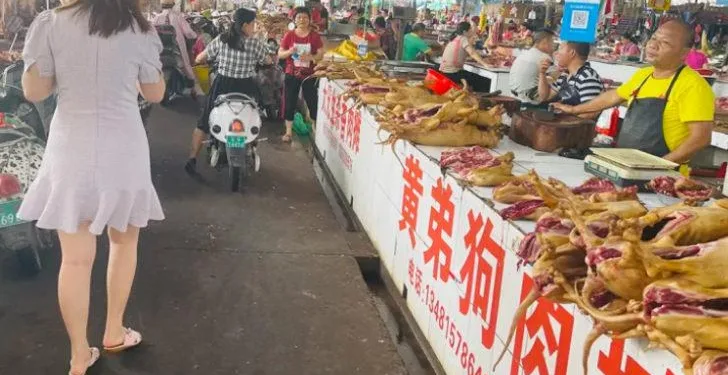 60’tan fazla köpek mezbahadan kurtarıldı