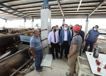 İnegöl’de kurbanlıklar satışa çıktı
