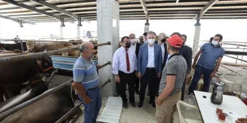 İnegöl’de kurbanlıklar satışa çıktı