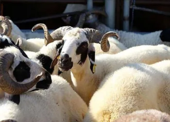 ‘2021 Kurban Rehberi’ yayımlandı