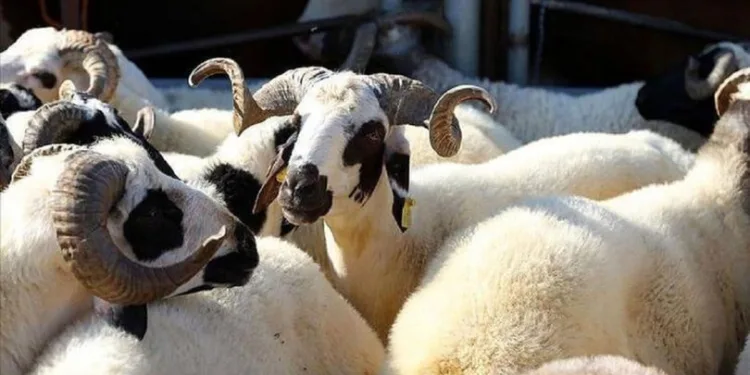‘2021 Kurban Rehberi’ yayımlandı