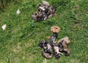 20 yavru köpeği çuvallara koyup dereye attılar