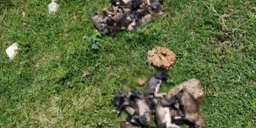 20 yavru köpeği çuvallara koyup dereye attılar