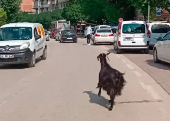 Bursa’da otomobilinin kapısını açınca keçiyi kaçırdı