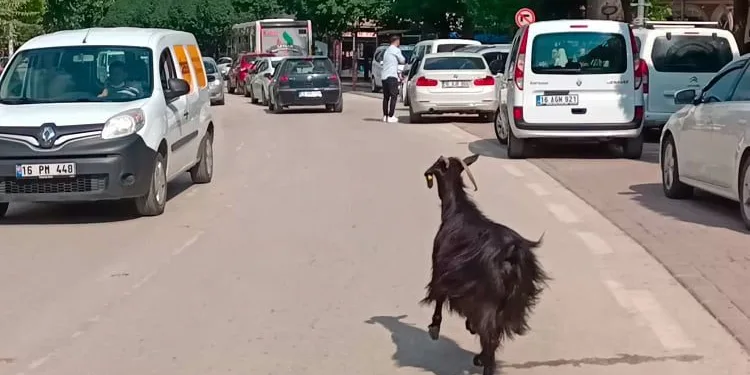 Bursa’da otomobilinin kapısını açınca keçiyi kaçırdı