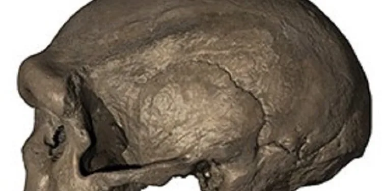 146 bin yıllık kafatası: Yeni insan soyuna ait olabilir