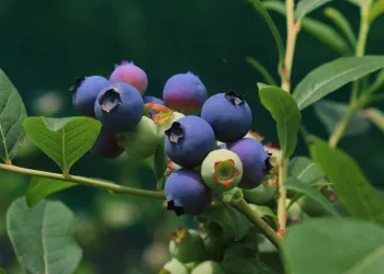 Tarlasına ekti yılda 100 bin TL kazanıyor
