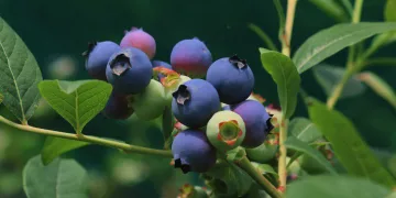 Tarlasına ekti yılda 100 bin TL kazanıyor