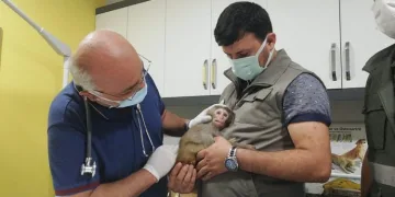 Nesli tehlike altında inşaatta bulundu