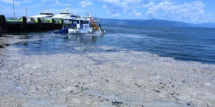 Deniz salyasının ekonomiye kazandırılması için çalışma başlatıldı