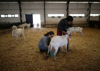 Bursa’da öğrenciler keçi sütünden sabun üretiyor