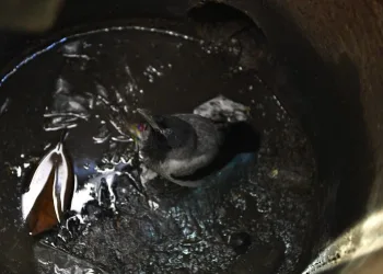 Bursa’da yavru karga su oluğundan böyle kurtarıldı