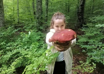 Bir günde 20 kilo topluyorlar