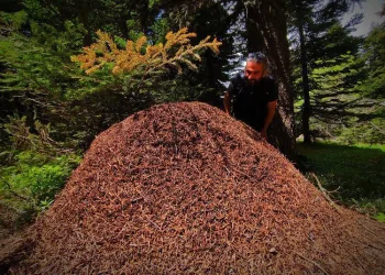 Uludağ’da karınca yuvalarının boyu 1 metreyi buluyor