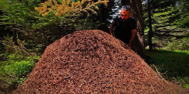 Uludağ’da karınca yuvalarının boyu 1 metreyi buluyor