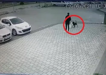 Bursa’da pitbull dehşeti! Yaşam mücadelesi veriyor