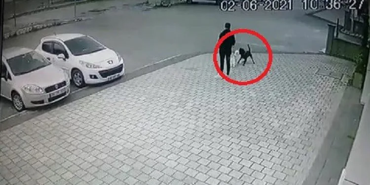 Bursa’da pitbull dehşeti! Yaşam mücadelesi veriyor