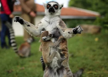 Bursa’daki lemur ailesi büyüyor