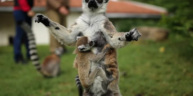 Bursa’daki lemur ailesi büyüyor