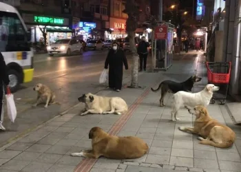 Sayıları bini aştı! Bursa’da kedi-köpek ısırmaları arttı