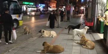 Sayıları bini aştı! Bursa’da kedi-köpek ısırmaları arttı