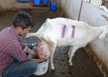 Bursa’da ağırlığının neredeyse yarısı kadar süt verdi