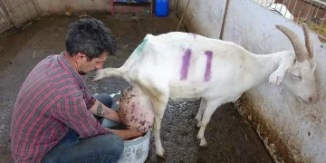 Bursa’da ağırlığının neredeyse yarısı kadar süt verdi