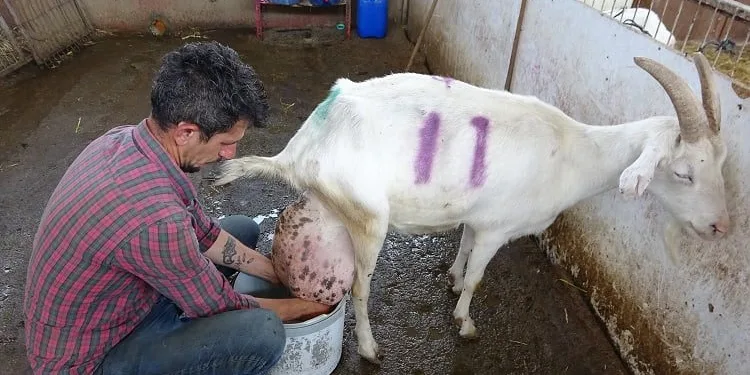Bursa’da ağırlığının neredeyse yarısı kadar süt verdi