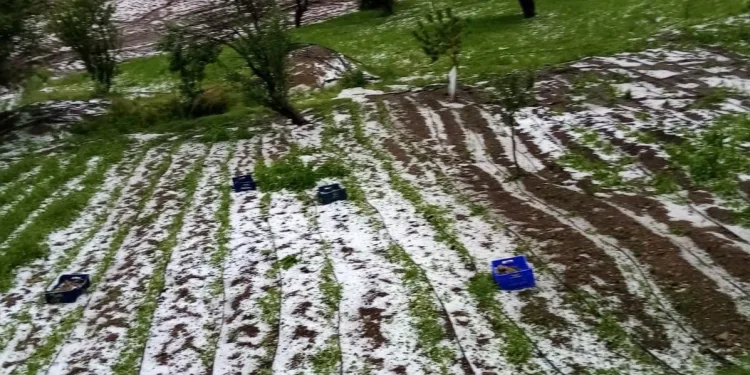 Bursa’yı dolu vurdu ekinler zarar gördü
