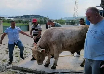 Bursa’da araba fiyatına kurbanlık