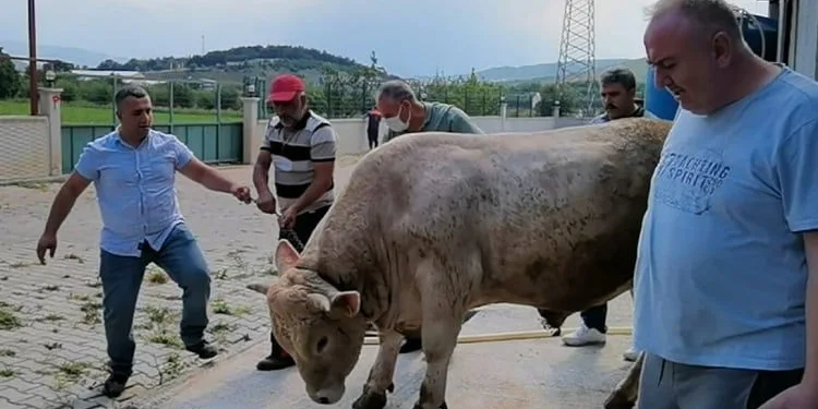 Bursa’da araba fiyatına kurbanlık