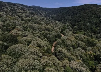 Bursa’da ıhlamur ormanlarında hasat başladı