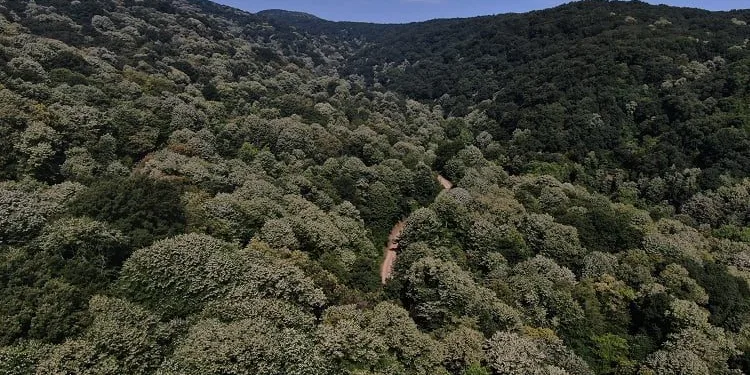 Bursa’da ıhlamur ormanlarında hasat başladı