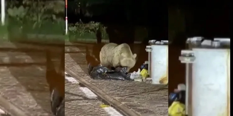 Uludağ’da aç kalan ayı yerleşim yerine indi