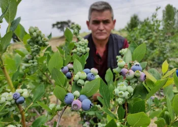 Bursa’da tarlasına ekti, kilosunu 100 liradan satıyor