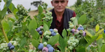 Bursa’da tarlasına ekti, kilosunu 100 liradan satıyor