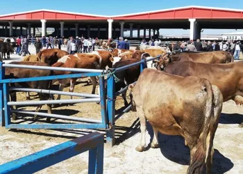 Bursa’da üreticilerden kurban fiyatlarına tepki