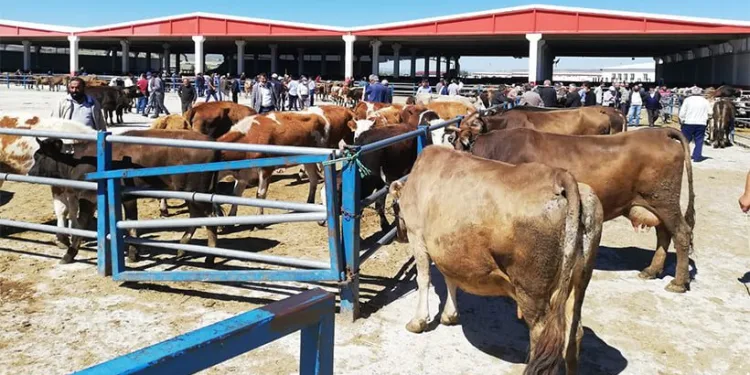 Bursa’da üreticilerden kurban fiyatlarına tepki