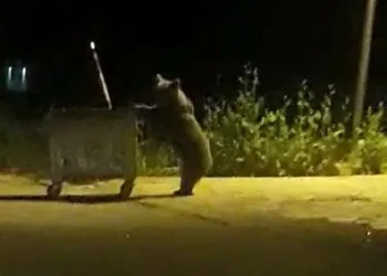 Bursa’da yiyecek arayan ayı çöp konteynerini devirdi