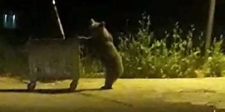 Bursa’da yiyecek arayan ayı çöp konteynerini devirdi