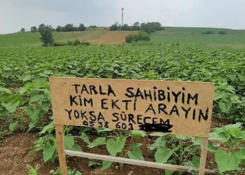 Bursa’da tarlasına izinsiz ayçiçeği eken kişiyi arıyor