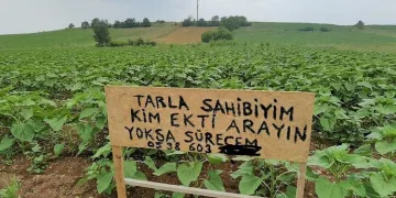 Bursa’da tarlasına izinsiz ayçiçeği eken kişiyi arıyor