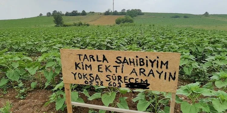 Bursa’da tarlasına izinsiz ayçiçeği eken kişiyi arıyor