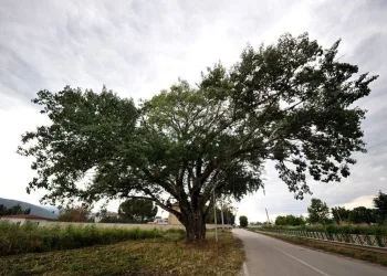 Bursa’da ‘Künye Ağaç’ İznik’in sembolü haline geldi