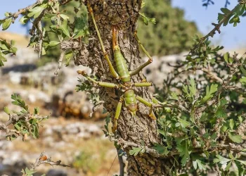 Dev çekirgeleri öldürmeyin uyarısı