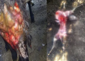 Kurbana hazırladığı kuzuları kurtlar yedi